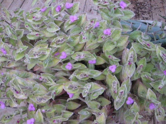 Tradescantia pallida
