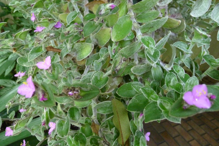 Традесканция застенчивая невеста