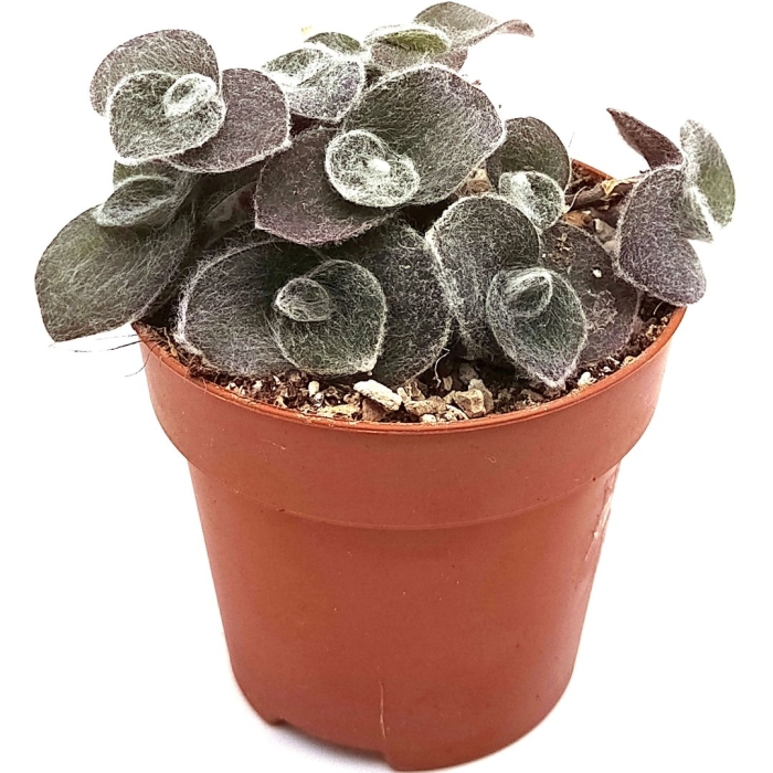 Ceropegia woodii