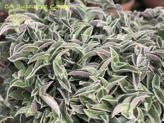 Традесканция sillamontana