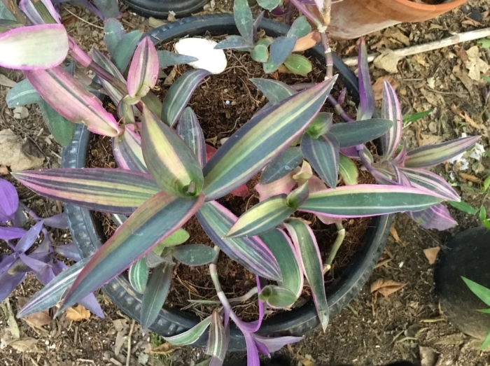 Tradescantia pallida variegata