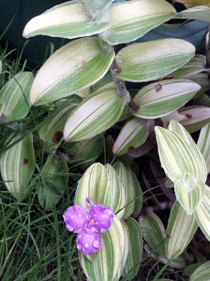 Tradescantia zebrina