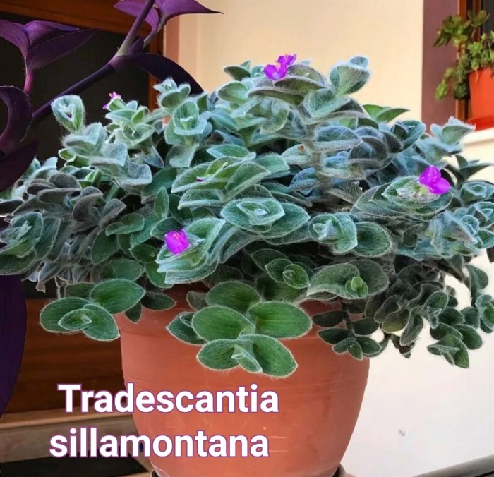 Tradescantia sillamontana