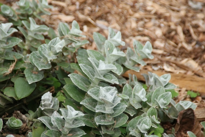 Tradescantia sillamontana