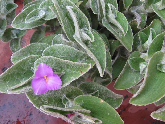 Растение традесканция