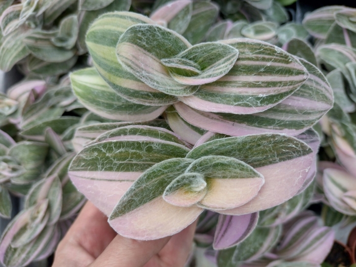 Tradescantia fluminensis