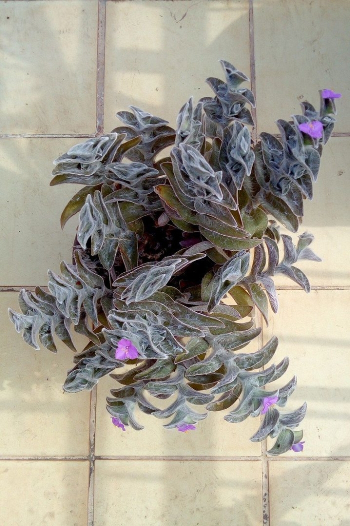 Традесканция силламонтана вельвет хилл