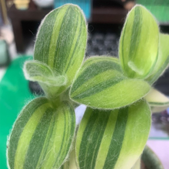 Традесканция силламонтана вариегатная