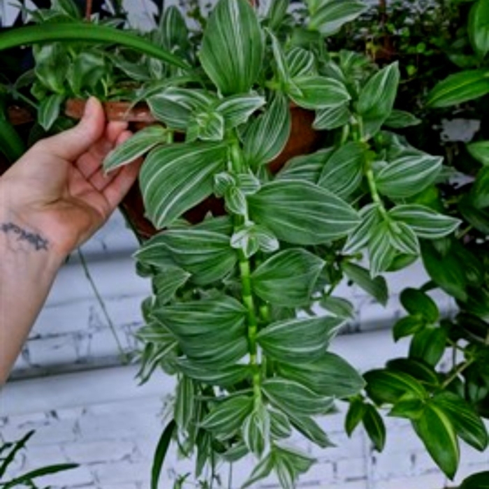 Традесканция albiflora albovittata