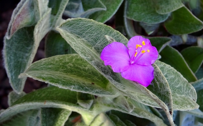 Традесканция  sillamontana variegata