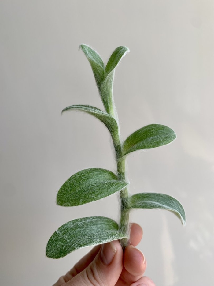 Традесканция силламонтана вариегатная