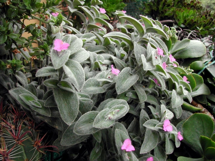 Традесканция растение