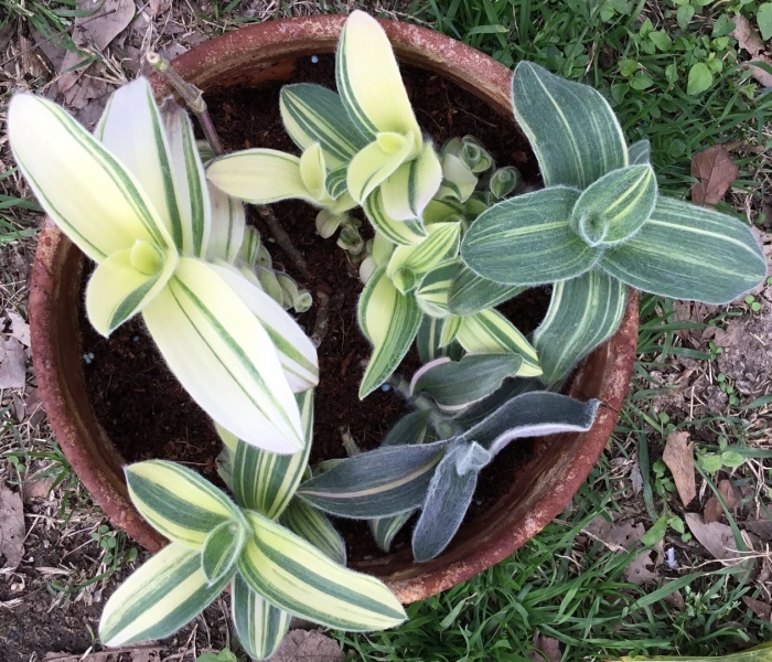 Традесканция вайт джой