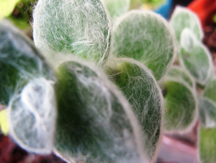 Традесканция силламонтана вельвет хилл