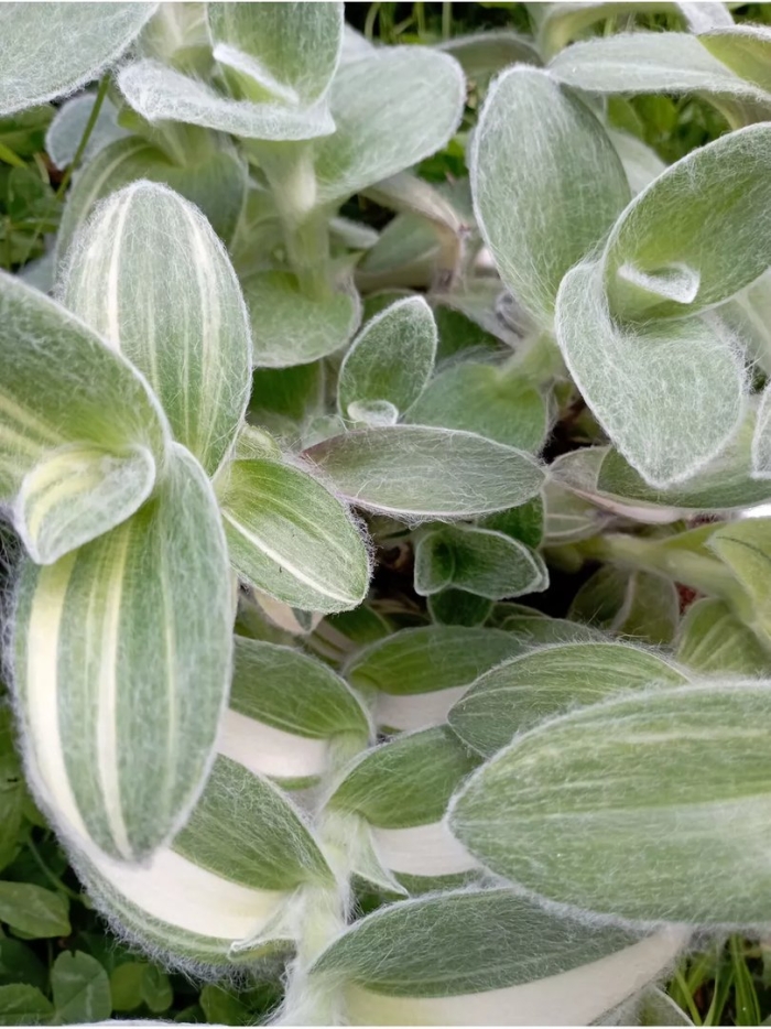 Традесканция силламонтана вариегата