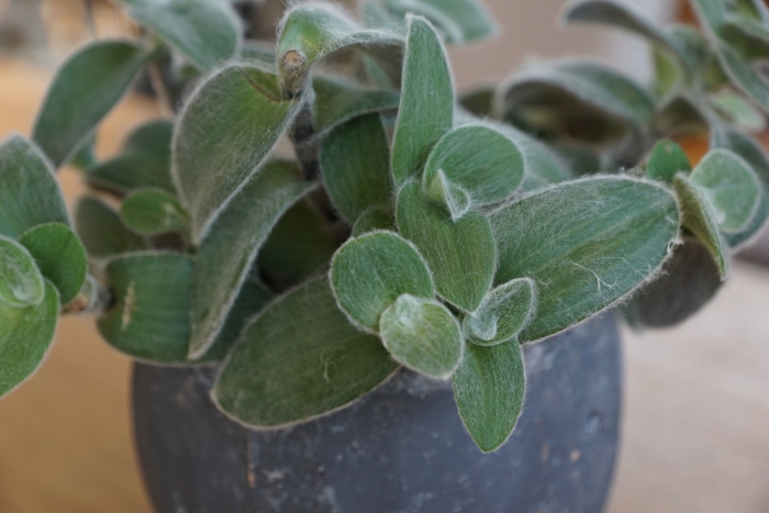 Традесканция блоссфельда