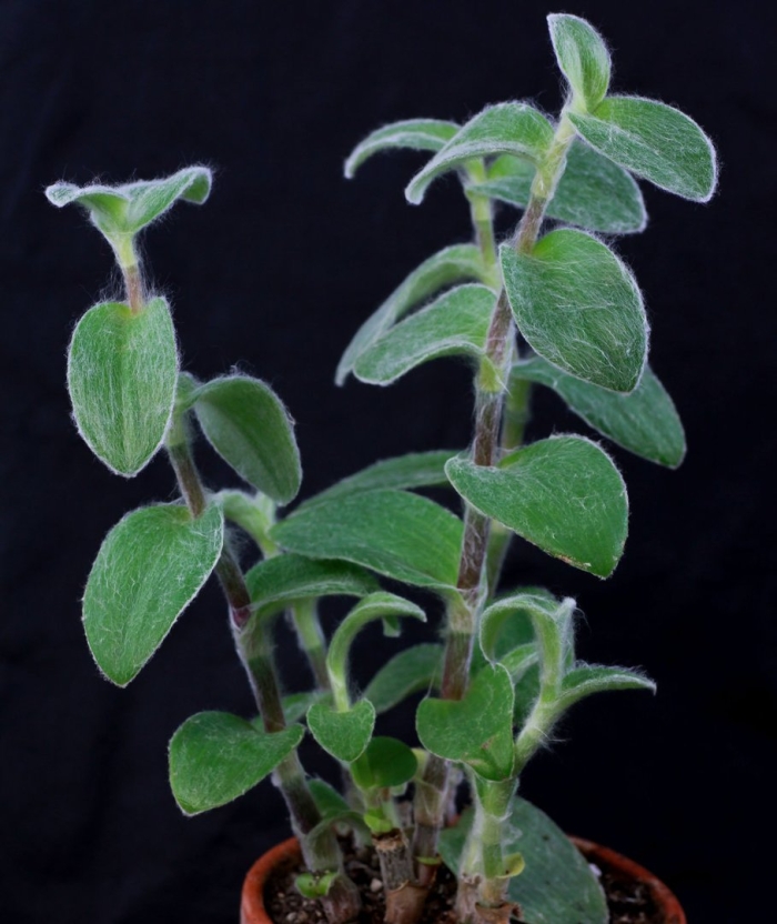 Tradescantia sillamontana