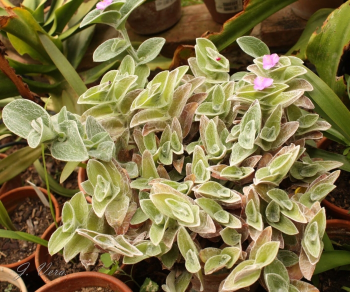 Традесканция hijau baru