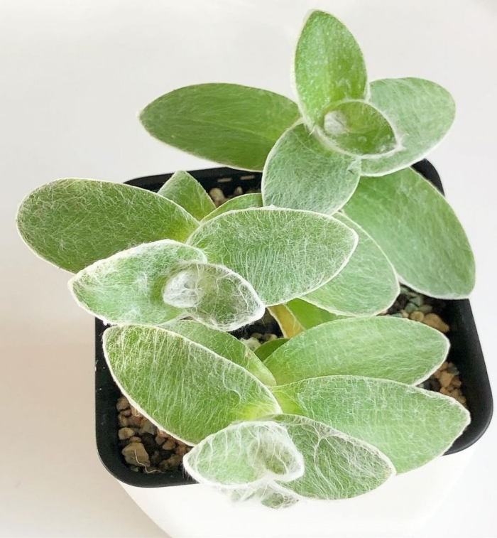 Tradescantia sillamontana