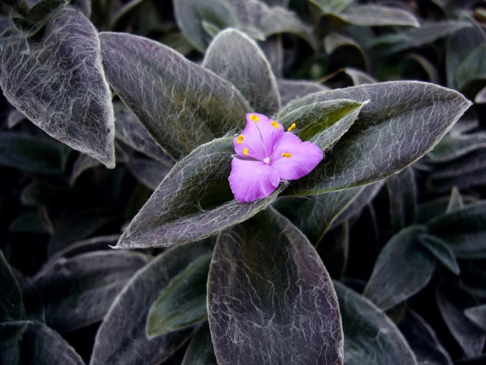 Tradescantia sillamontana