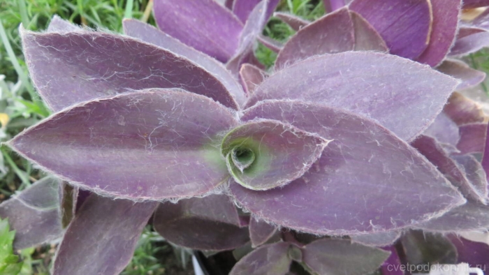 Традесканция вельвет хилл