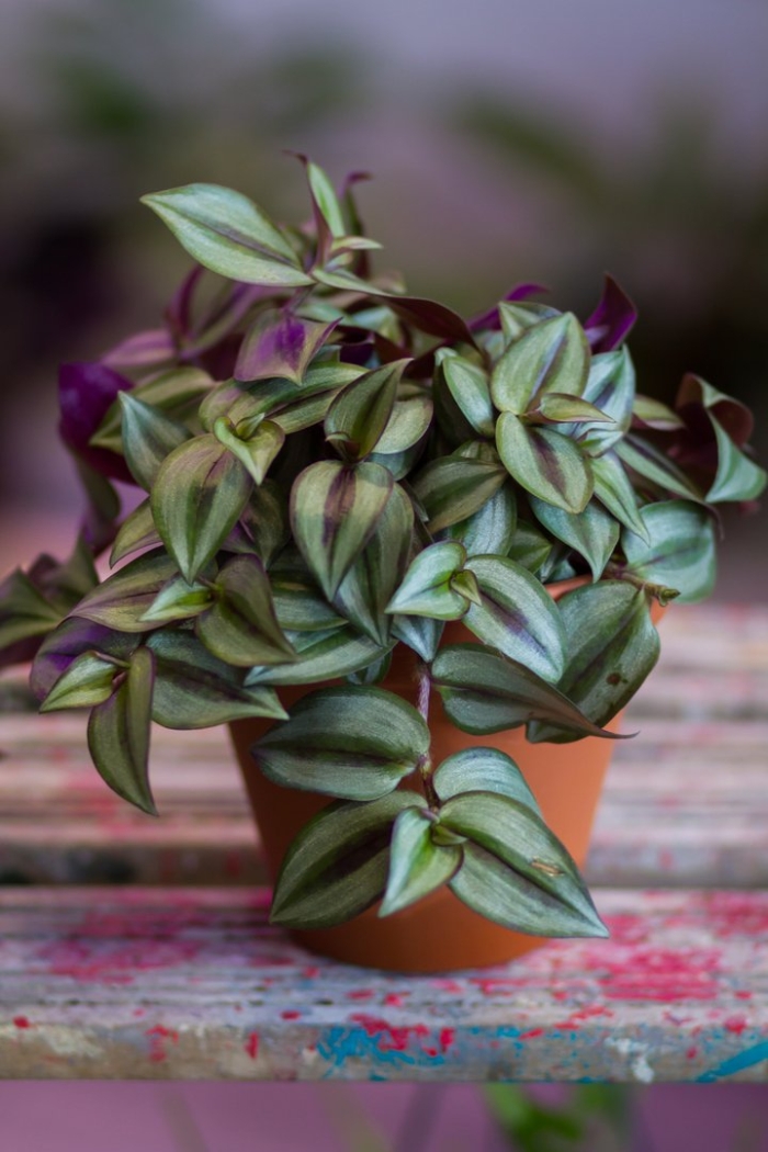 Зебрина традесканция