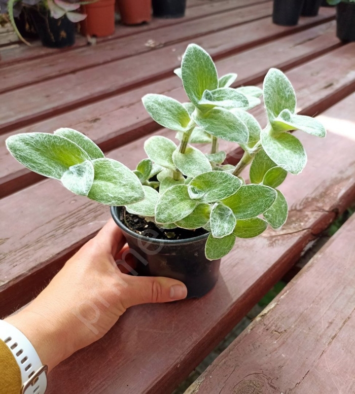 Традесканция силламонтана вариегатная