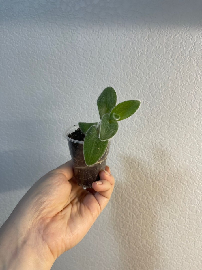 Комнатная традесканция