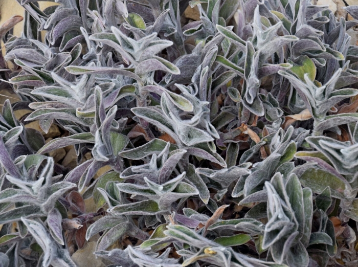 Стахис шерстистый сильвер карпет