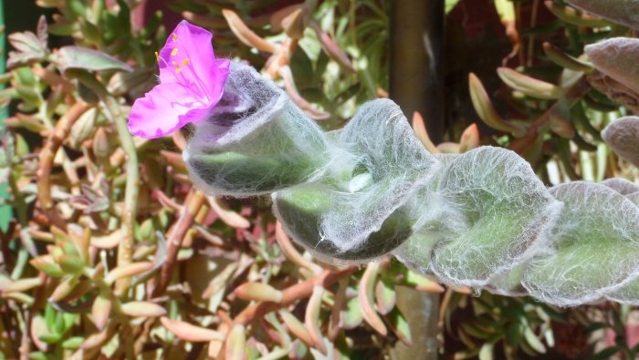 Tradescantia virginiana