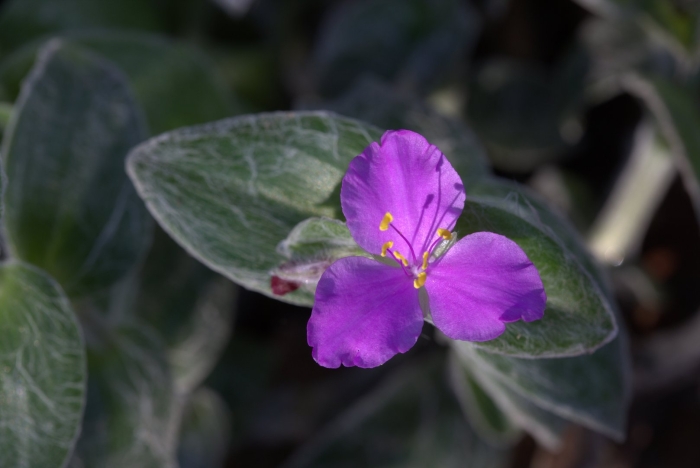 Tradescantia sillamontana