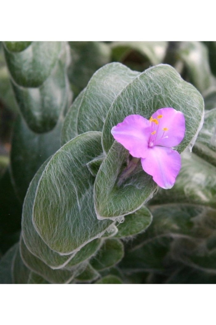 Tradescantia sillamontana