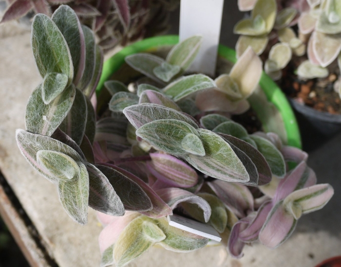 Традесканция силламонтана вариегатная