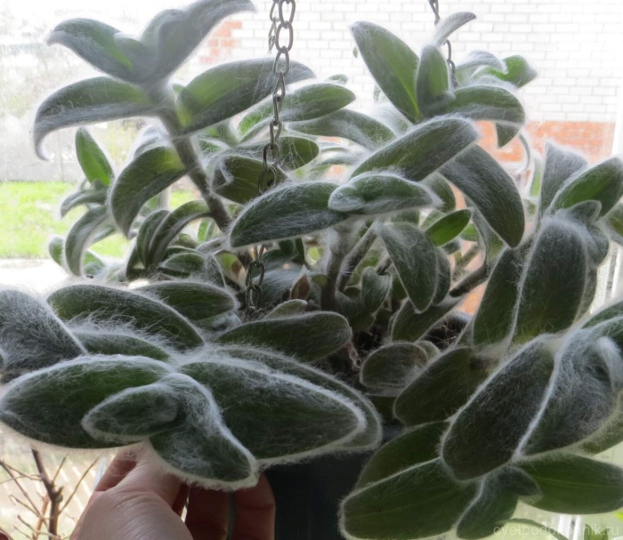 Традесканция силламонтана вариегатная