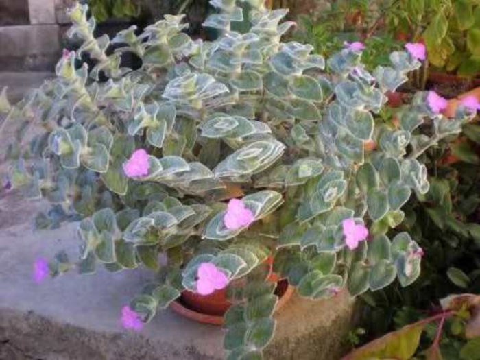 Tradescantia sillamontana