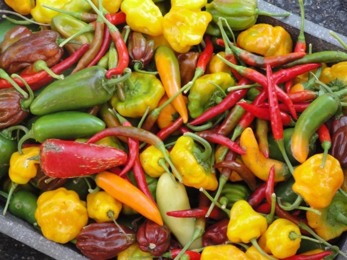 Болгарский капсикум перец