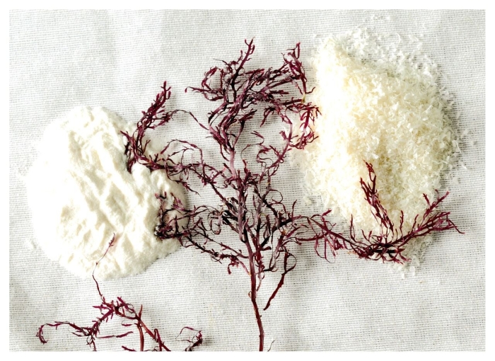 Гелидиум водоросль