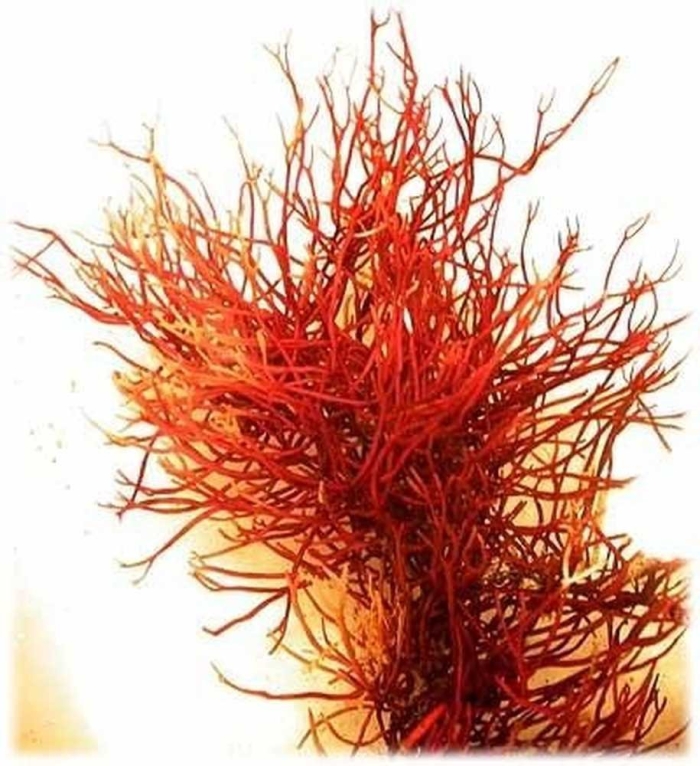 Анфельция водоросль