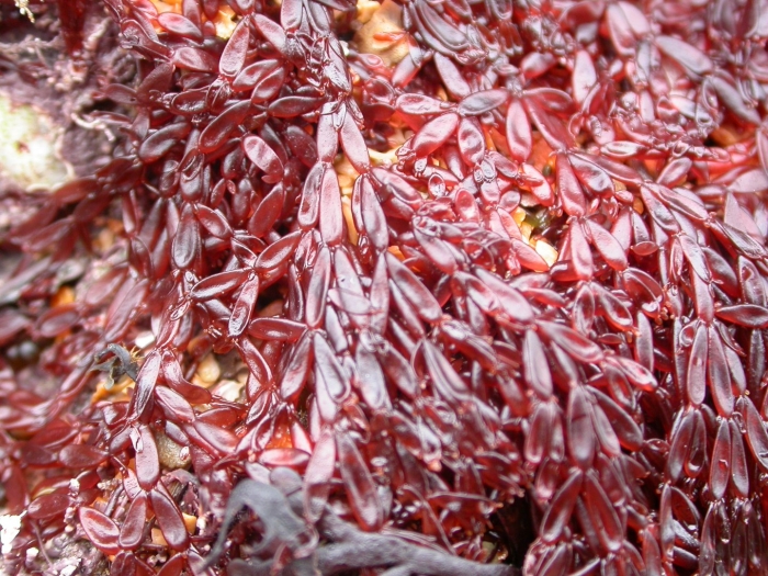 Представители красных водорослей