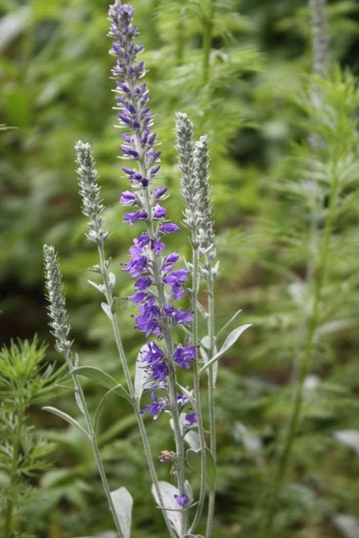 Вероника седая (veronica incana)