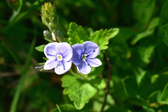 Вероника дубравная