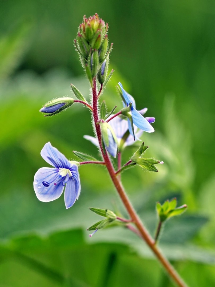Вероника лекарственная veronica officinalis