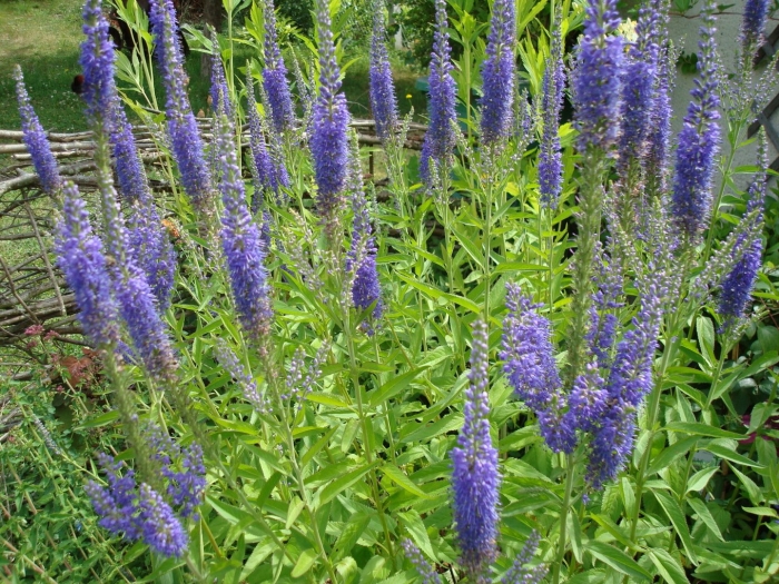 Трава вероника длиннолистная