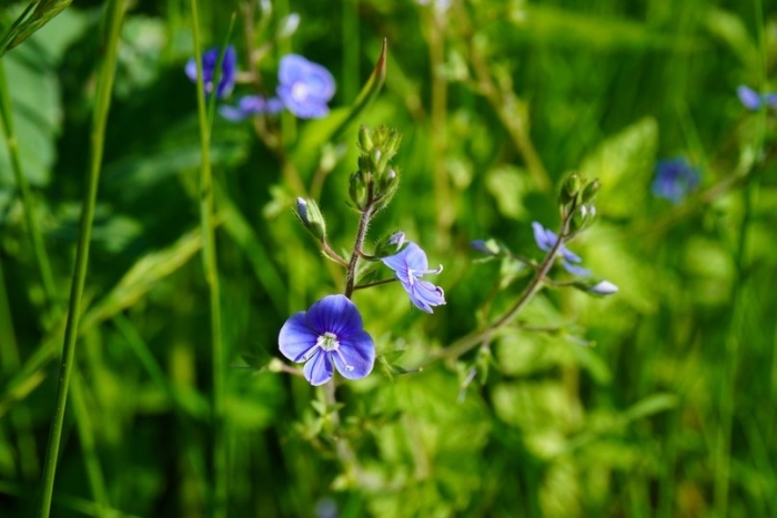 Вероника дубравная ползучая