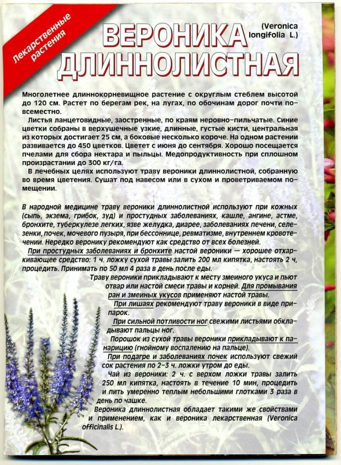 Вероника длиннолистная и лекарственная