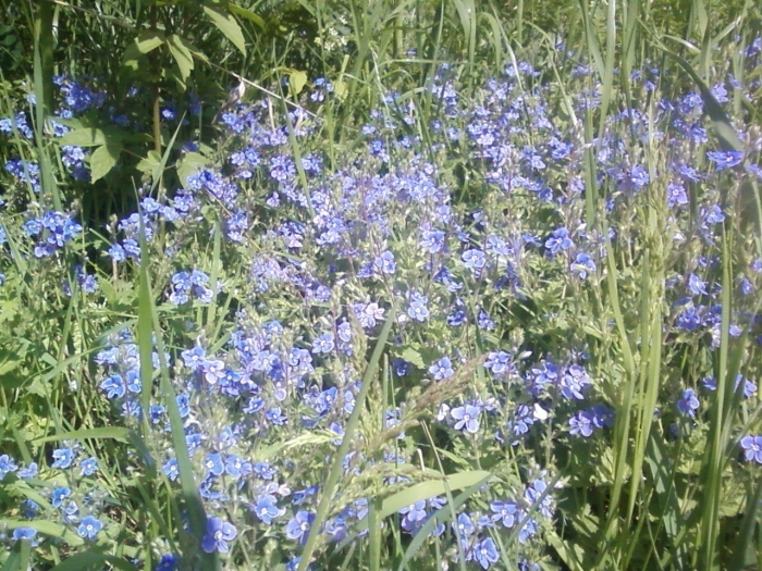 Вероника полевая