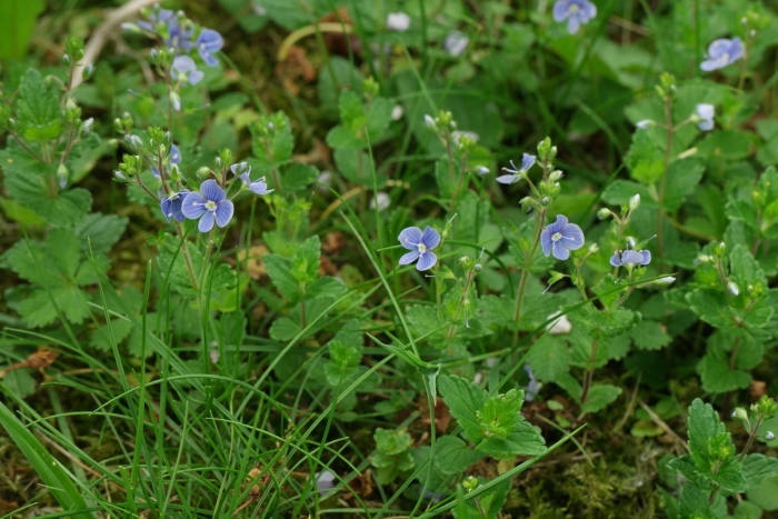 Вероника дубравная veronica chamaedrys