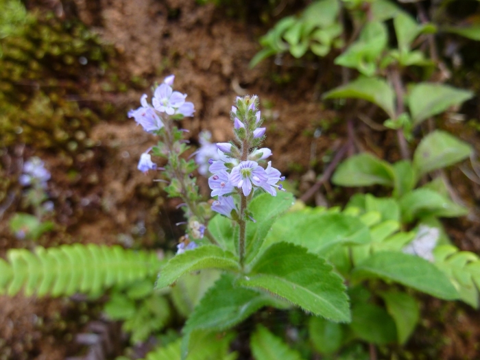 Veronica officinalis