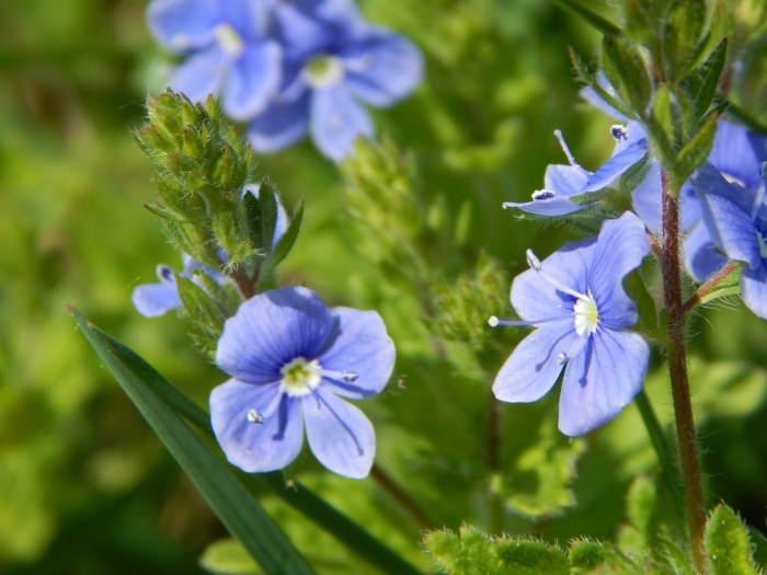 Вероника дубравная veronica chamaedrys