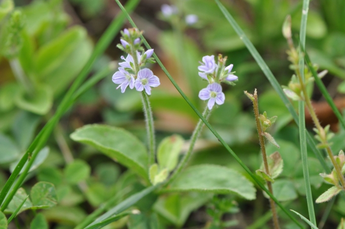 Вероника лекарственная veronica officinalis